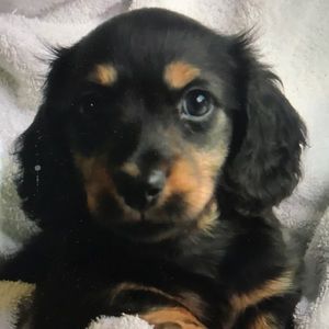 Meet your Posher, Gabby